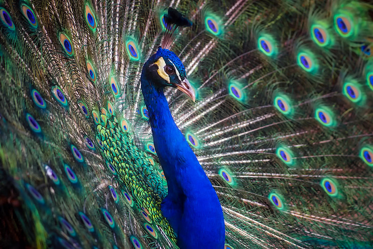 peacock, bird, colors, colorful, beautiful, outdoors, feathers