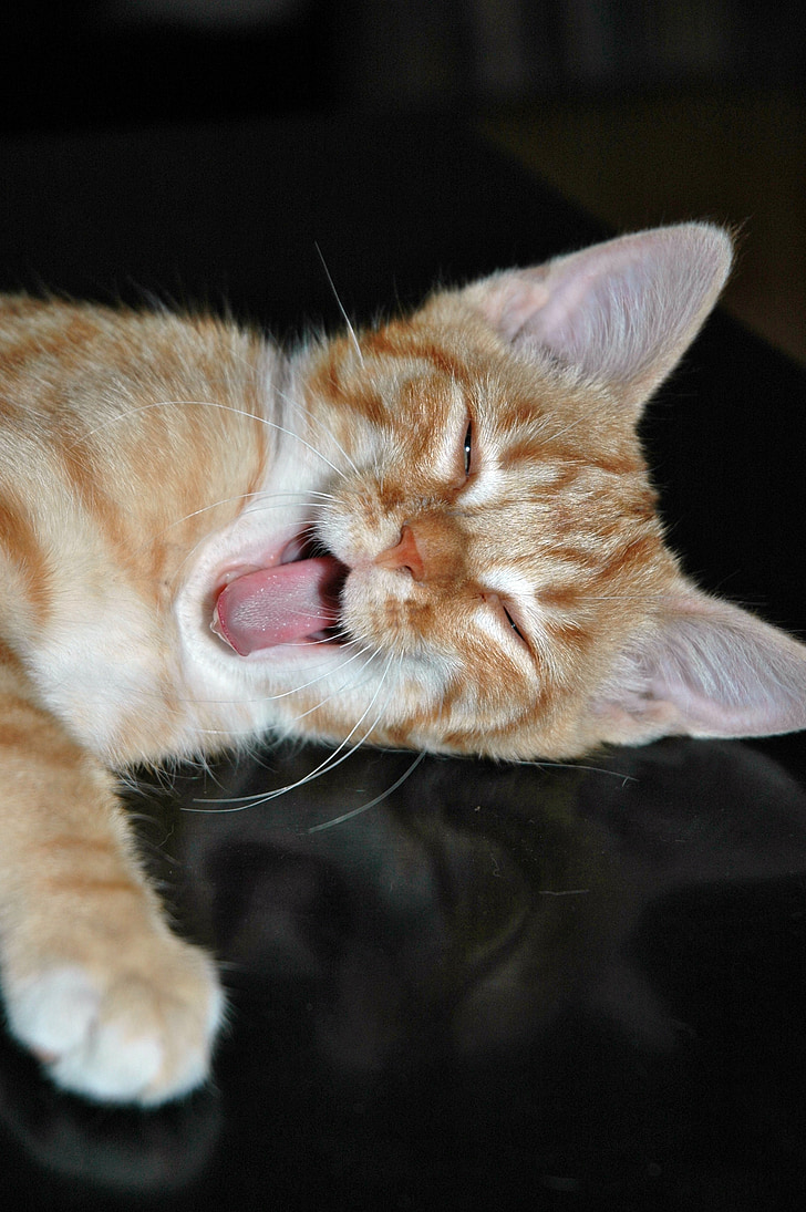 mačka, mačiatko, unavený, zívanie, jazyk