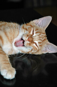 kass, kassipoeg, väsinud, haigutama, keele