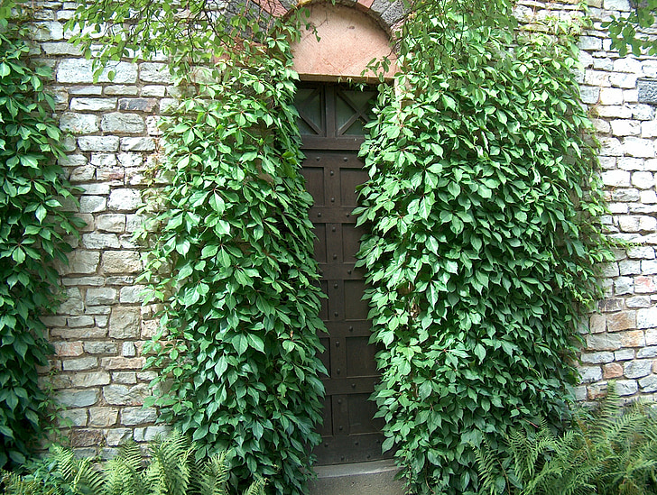 door, goal, input, ivy, ivy trellis, mysterious, wall