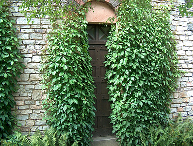 pintu, tujuan, masukan, Ivy, Ivy teralis, misterius, dinding
