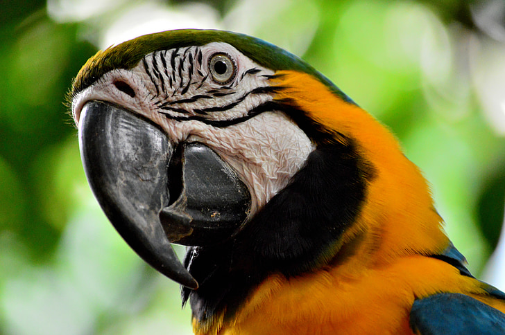 parrot, macaw, ave, orange, curious, psittaciformes