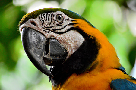 papegoja, Macaw, Ave, Orange, nyfiken, papegojfåglar