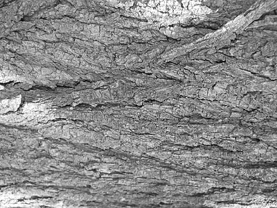 tree bark, bark, tree, texture, black and white, black white
