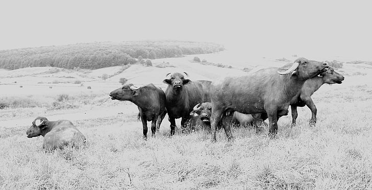 đồng cỏ, màu đen và trắng, con vật cưng ngồi, Buffalo, động vật, sức mạnh, nguyên liệu