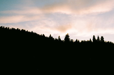 silhouette, Forest, en journée, coucher de soleil, Sky, nuages, ombres