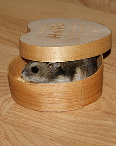 hamsterul pitic, animale, animal de casă, mici, drăguţ, drag, trezit