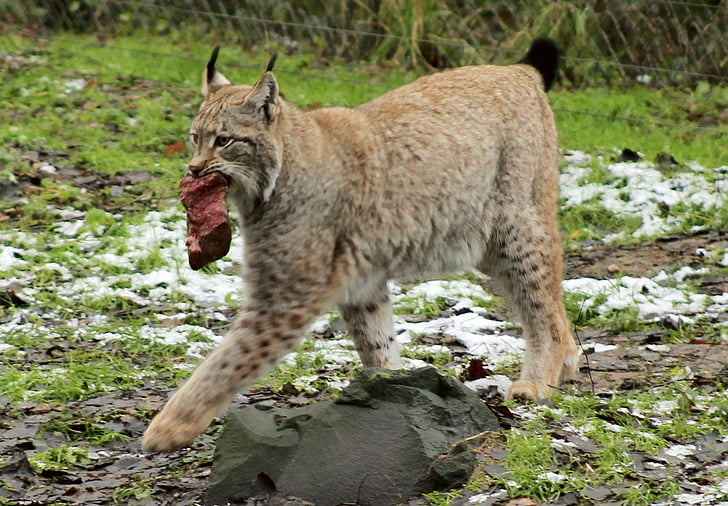 lynx, dier, voedsel, Wildcat, kat, zoogdieren, Predator