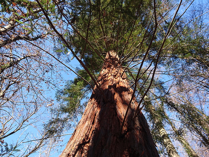 Sequoia, gozd, zimzelena, drevo, podružnica, dan, majhnim kotom pogleda