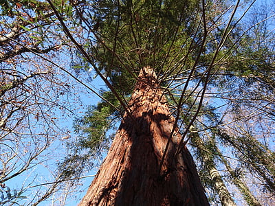 Sequoia, erdő, örökzöld, fa, fióktelep, nap, alacsony, szög, kilátás