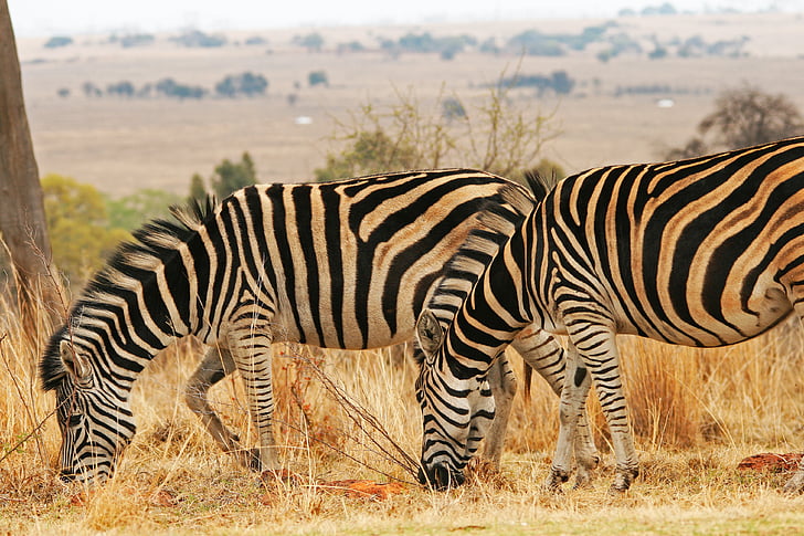 zebra, animal, mammal, game, wildlife, nature, grass
