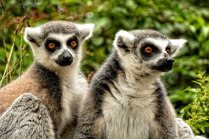 ring staart lemur, Lemur catta, Lemur, aap, Wezelmaki, primaten, Madagaskar