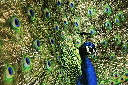 paó, ocell, blau, natura, reials, Palau, verd