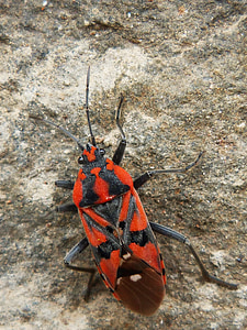 insect, beetle, arthropod, orange