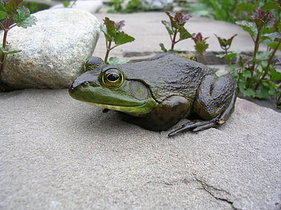 frog, sitting, rock, amphibian, green, close up, reptile