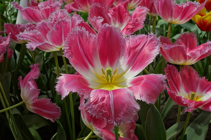 Tulip, квітка, рожевий, Природа, сад, завод, Пелюстка
