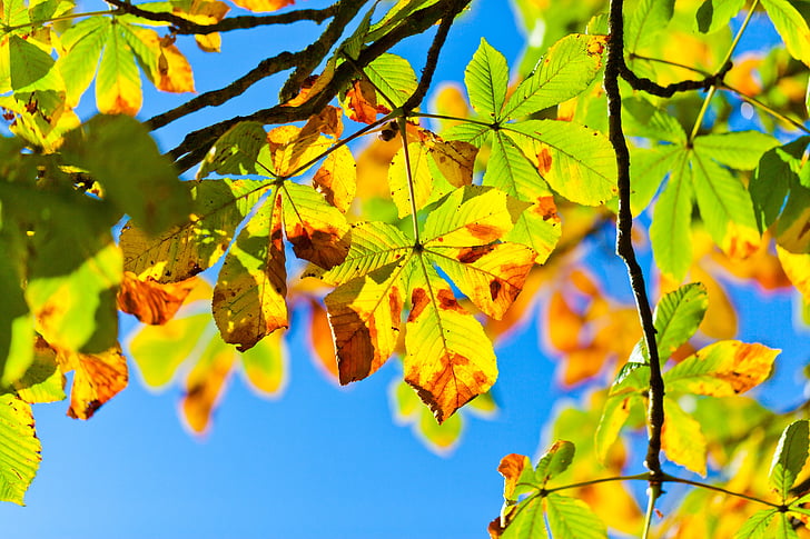 albero della castagna, Aesculus, albero dell'ippocastano, autunno, caduta, foglia, foglie