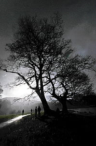 dež, drevo, Cumbria, dežne kaplje, vreme, vode, mokro