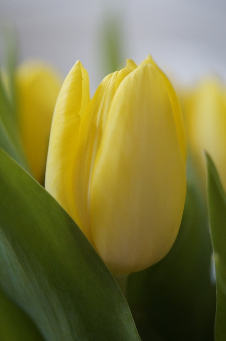 Tulipaner, gul, blomst, Blossom, Bloom, Luk, forår