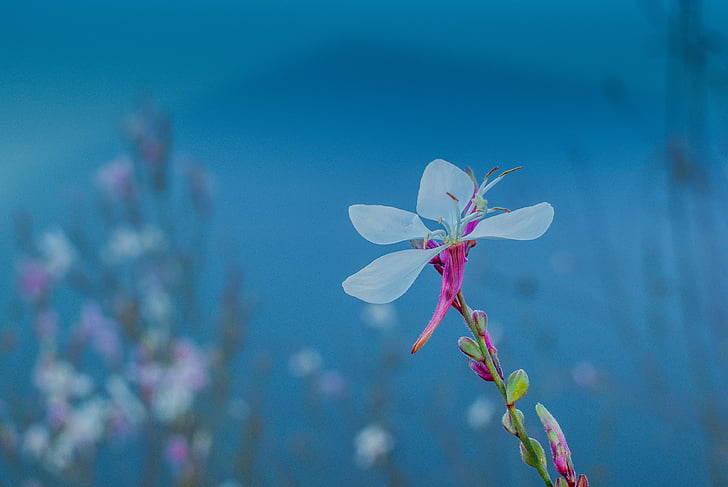 flower, blue, natural, floral, blossom, garden, water