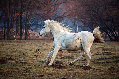 kuda, cetakan, Gallop, keturunan asli Arab., padang rumput, kawanan, Paddock