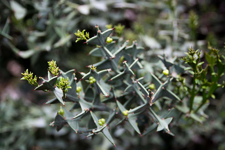cactus, close-up, macro, plant, nature, leaf