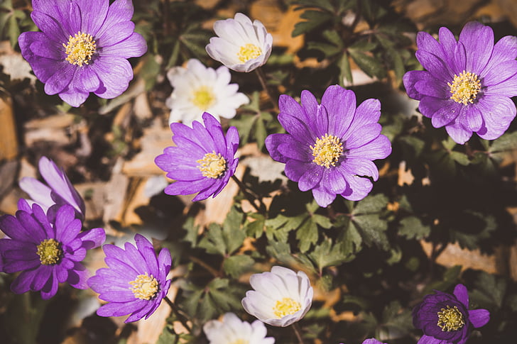 Anemone de, flors, flor, flor, anemone dels Balcans, tancar, planta
