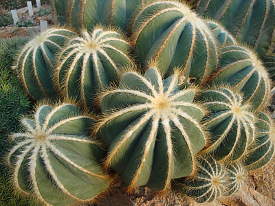 Cactus, nature, plante, épines, fermer, piquant, Sting