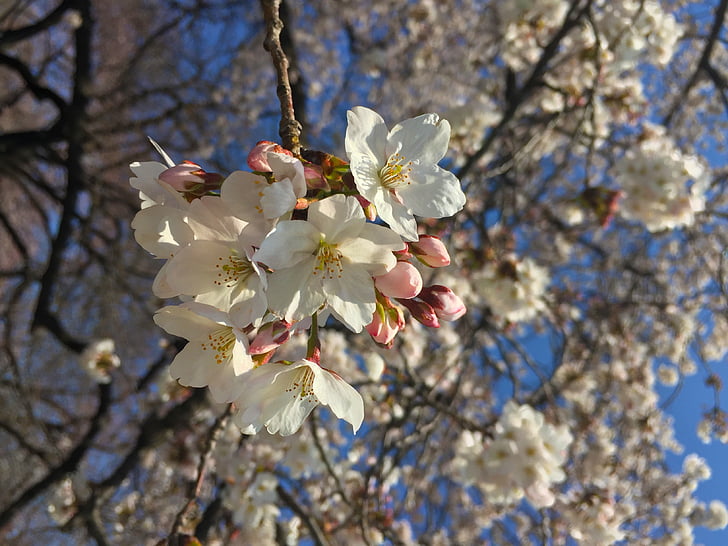 Sakura, forår, Japan, Blossom, kirsebær, japansk, kirsebærblomster