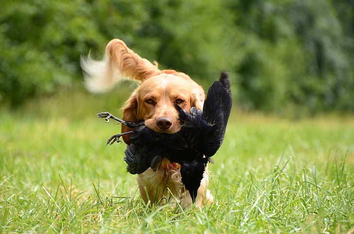 retrieve, dog, german quail, dog training, crow, hunting, game birds