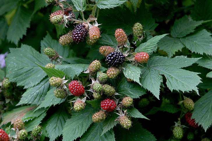 blackberries, berries, ripening, fruit, leaf, leaves, sweet