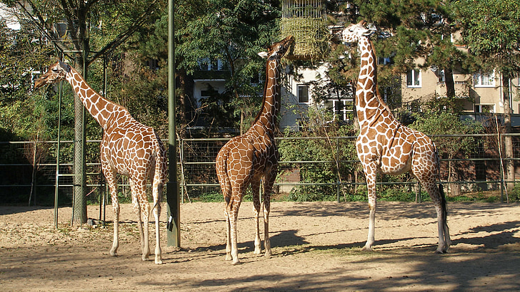 animais, girafas, natureza, pescoço, África