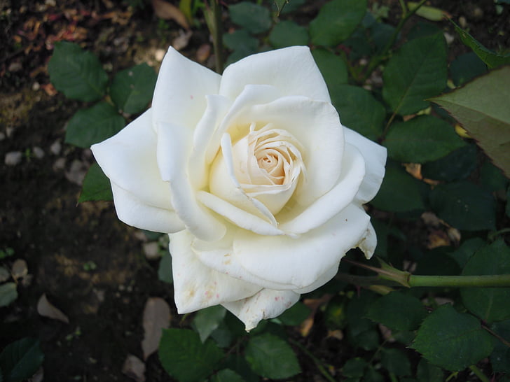 biela, ruže, 蔣 je bývalé sídlo, jar