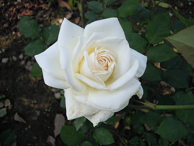 λευκό, τριαντάφυλλο, Πρώην κατοικία του 蔣, άνοιξη