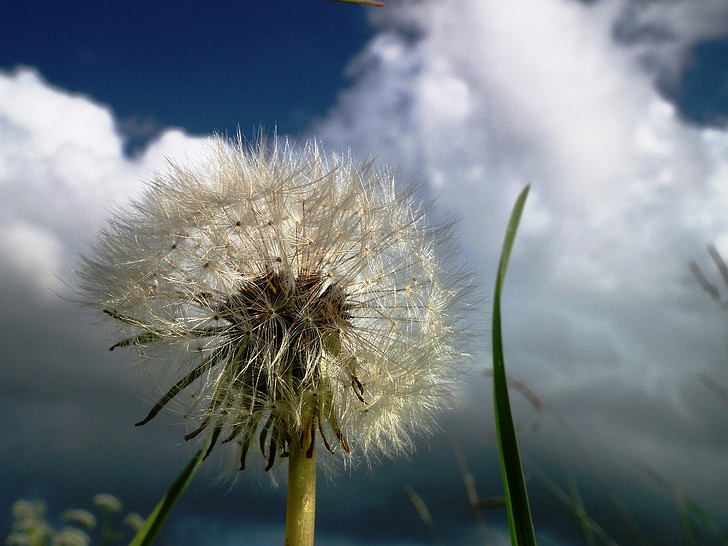 dandelion, flower, cloud, sky, blossom, bloom, white