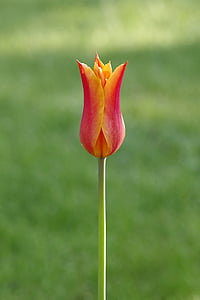 Tulipan, pomarańczowy, małe, proste, kwiat, pojedynczy, ogród