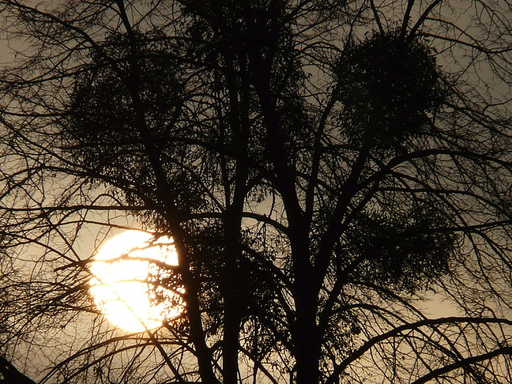 arbre, gui, parasite, humeur, Dim, coucher de soleil, abendstimmung