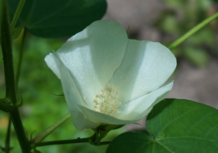 cotton flower, cotton, flower, blossom, bloom, plant, cotton plant