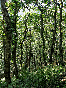 Woodland, stromy, Forest, škvrnitý, Príroda, pokrútené, zeleň