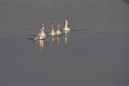 Swan, unga swan, djurvärlden, fåglar, vatten fågel, sjöfåglar