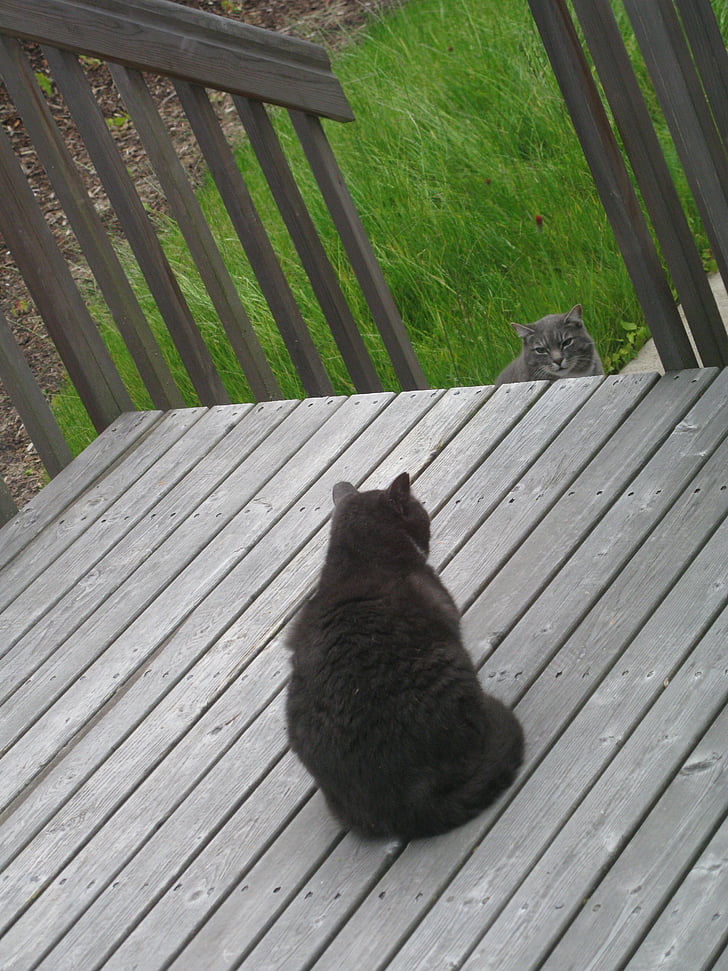 grey, cat, outside, outdoors, deck, wood, grass
