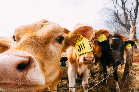 Lähikuva, valokuvaus, vasikka, päivällä, lehmät, eläimet, Farm