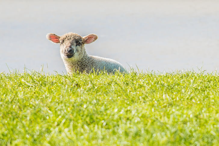 Cordeiro, ovelhas, dique, frisia do leste, um animal, olhando para a câmera, grama