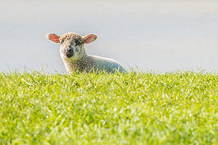 Bárány, juh, gát, Kelet-Frízföld, egy állat, nézi a kamera, fű