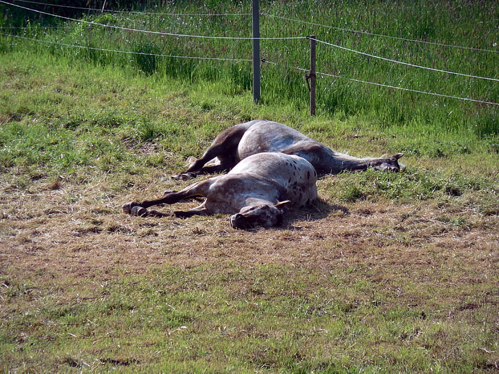 koně, Paddock, spojka, unavený, odpočinek