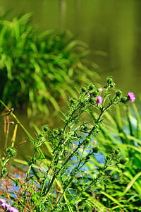 水飞蓟, 自然, 花, 植物, 野生, 植物区系, 绿色
