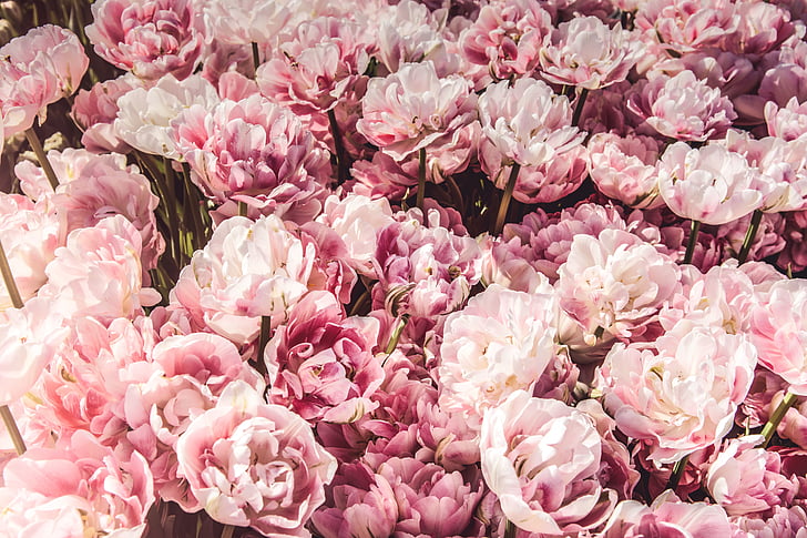 Rosa, flors, munt, RAM, regal, comercial, color rosa