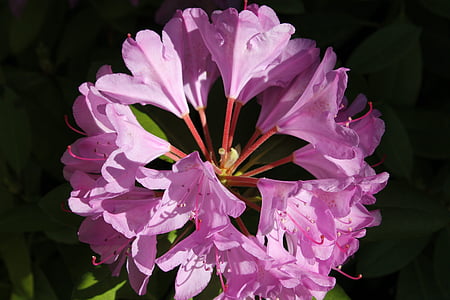 rhododendron, flower, petal, floral, nature, blossom, plant