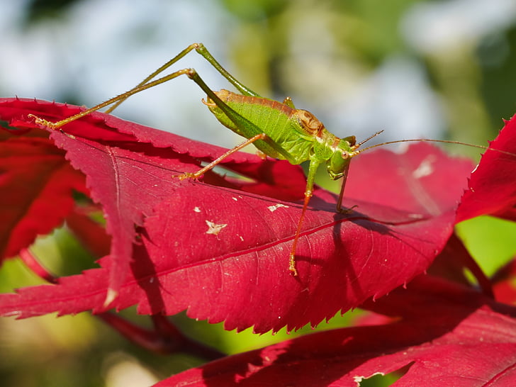 kobylka, javorový list, barevný kontrast, hmyz, Příroda, zvíře, volně žijící zvířata