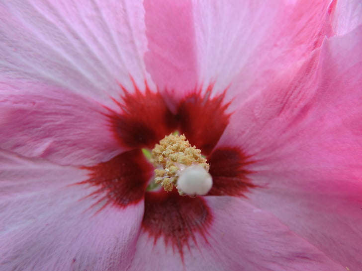 Hibiscus, hibisceae, fleur rose, pistil, pollen, fermer, fleur